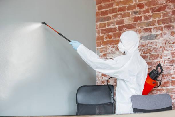 Best Mold Remediation for Vacation Homes  in USA